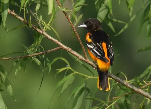Green-tailed Jacamar
