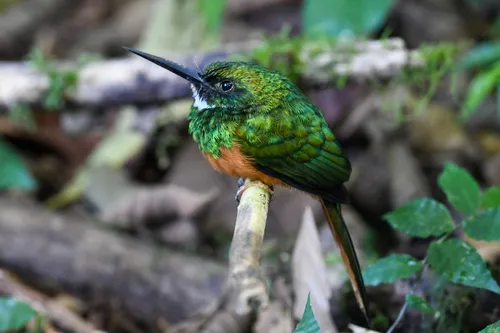 Ariramba-de-cauda-ruiva