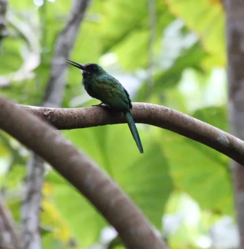 White-chinned Jacamar