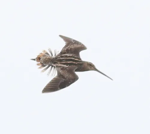 South American Snipe
