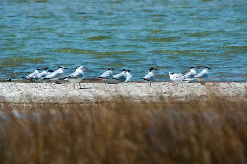Gull-billed Tern
