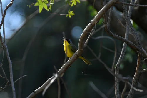 Masked Yellowthroat