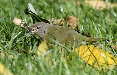 Connecticut Warbler
