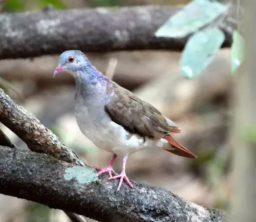 Violaceous Quail-Dove