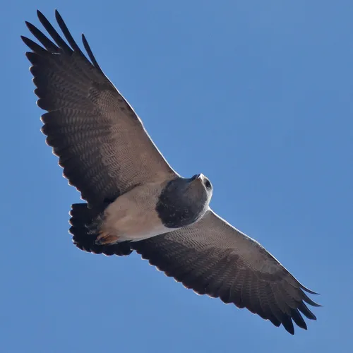 Black-chested Buzzard-Eagle
