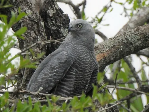 Crane Hawk