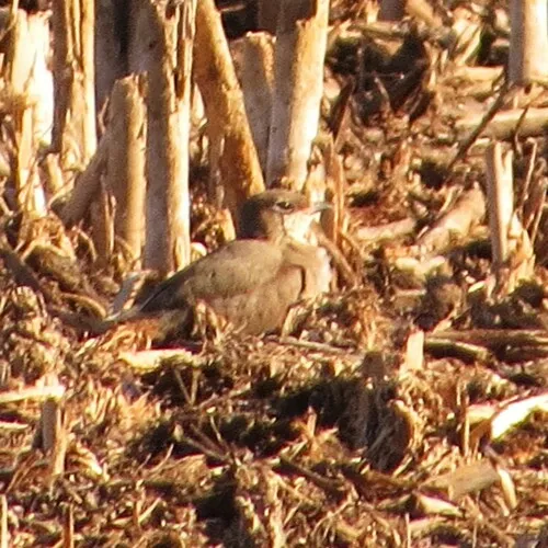 Collared Pratincole