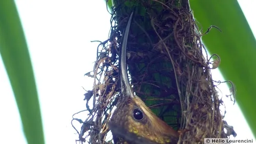 Rufous-breasted Hermit