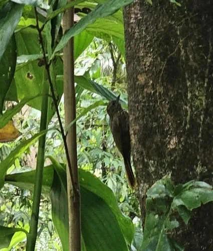 Wedge-billed Woodcreeper