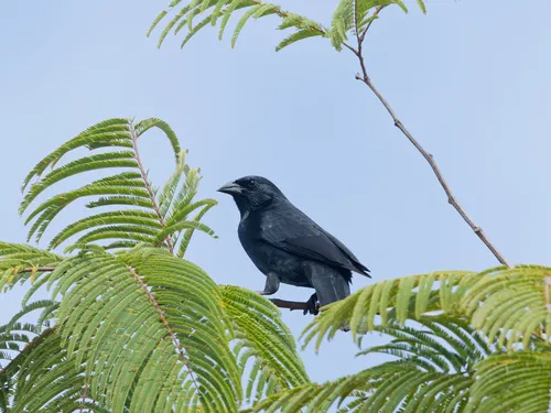 Chopi Blackbird
