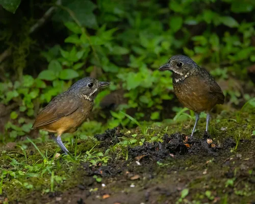 Scaled Antpitta