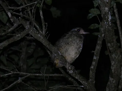 Variegated Antpitta