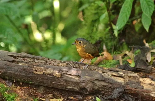 Slate-crowned Antpitta
