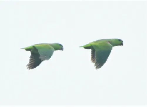 Short-tailed Parrot