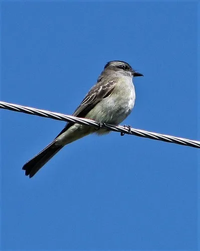 Peitica-de-chapéu-preto