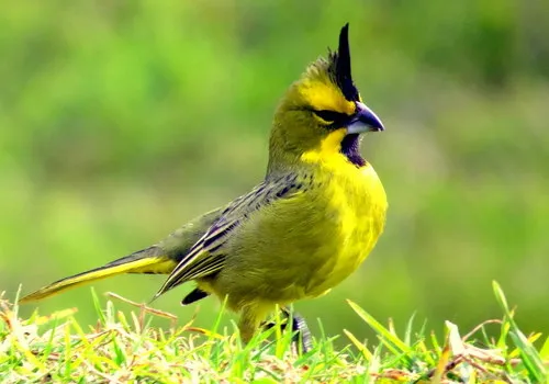 Yellow Cardinal