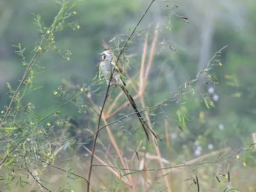 Streamer-tailed Tyrant