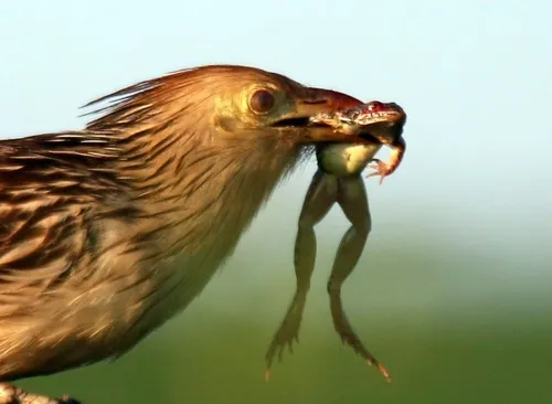Guira Cuckoo