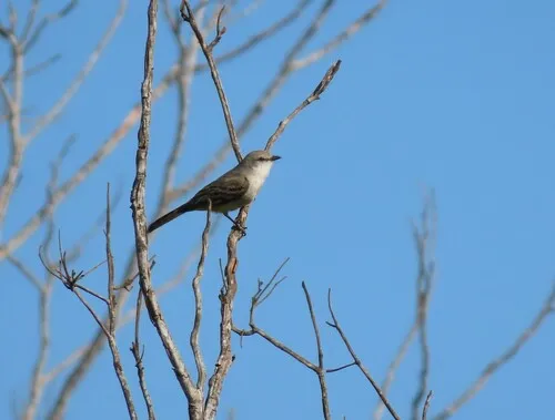 Suiriri-da-chapada
