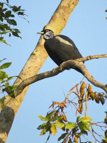Bare-necked Fruitcrow