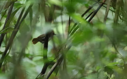 White-cheeked Antbird