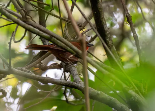 Red-crowned Ant-Tanager