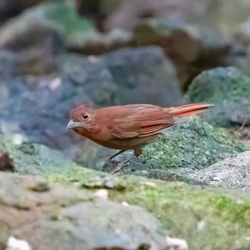 Scarlet-throated Ant-Tanager