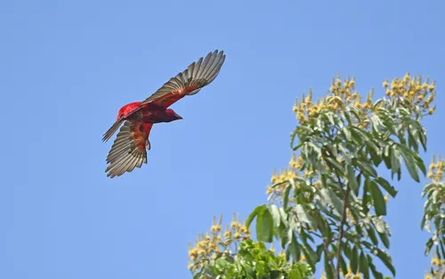 Crimson Fruitcrow