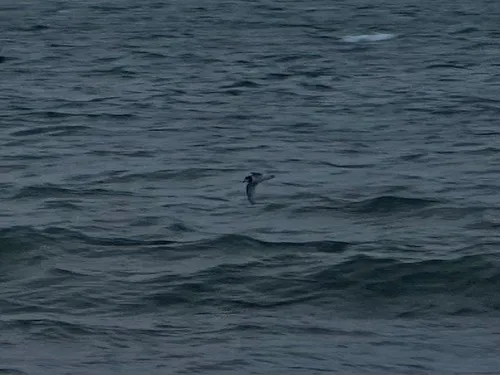 Blue Petrel