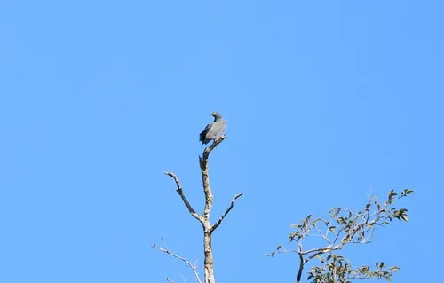 Slender-billed Kite