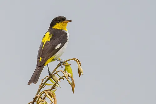 Yellow-backed Tanager