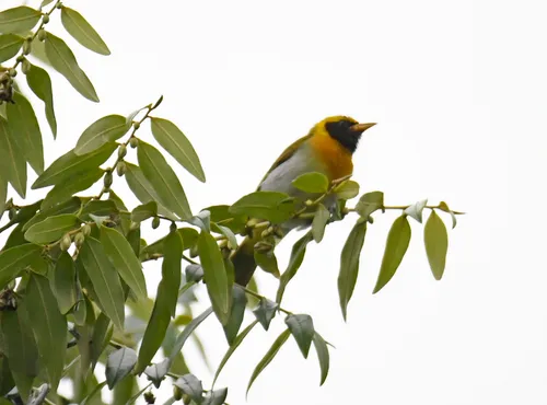 Saíra-de-papo-preto