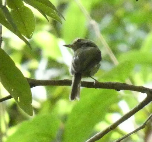 Drab-breasted Pygmy-Tyrant