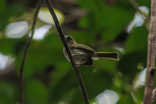 White-bellied Tody-Tyrant