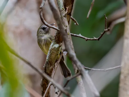 Boat-billed Tody-Tyrant