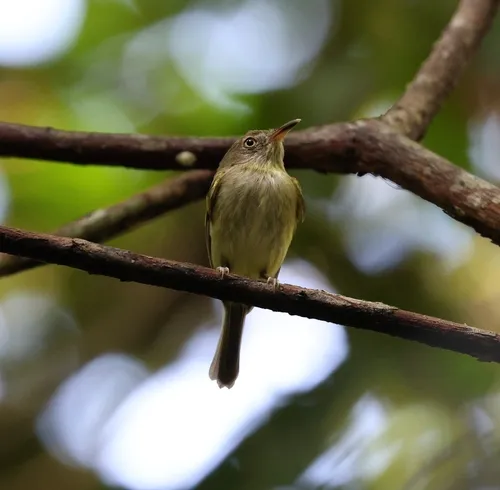 Snethlage's Tody-Tyrant