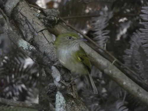 Hangnest Tody-Tyrant