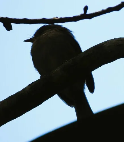 Brown-breasted Pygmy-Tyrant
