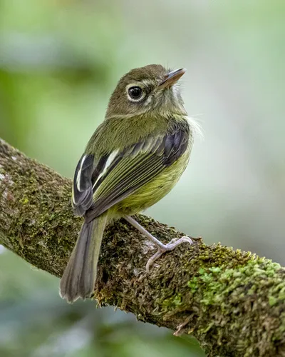 Eye-ringed Tody-Tyrant