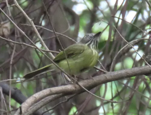Stripe-necked Tody-Tyrant