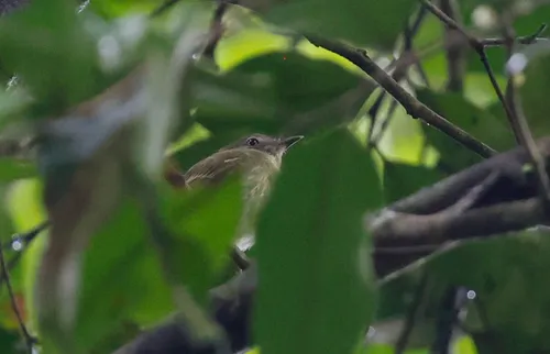 White-eyed Tody-Tyrant