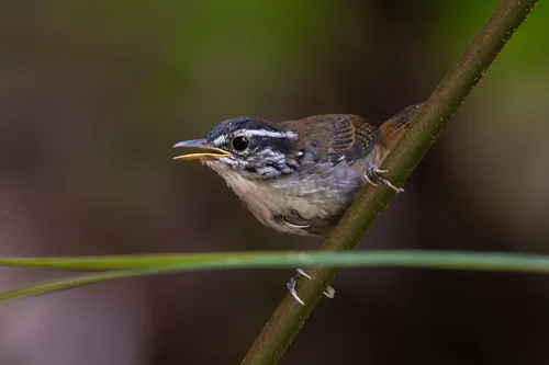 White-breasted Wood-Wren