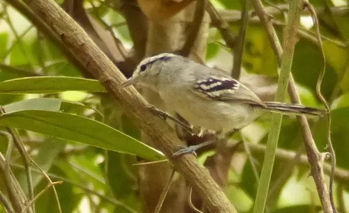 Black-capped Antwren