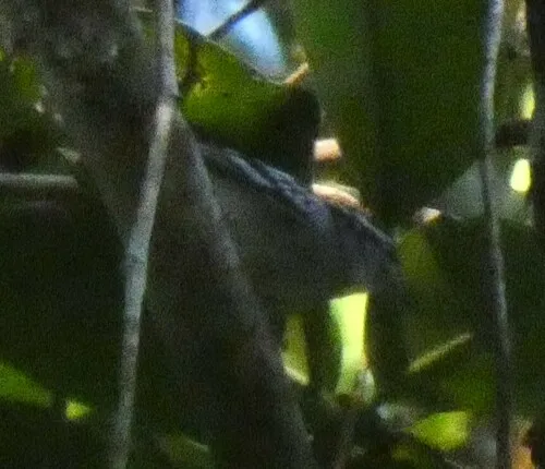 Spot-backed Antwren