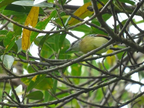 Chorozinho-de-asa-vermelha-do-norte