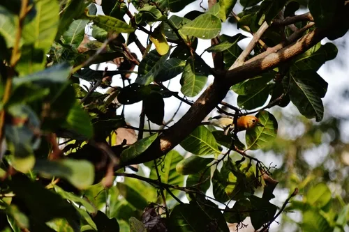 Chorozinho-de-bico-comprido