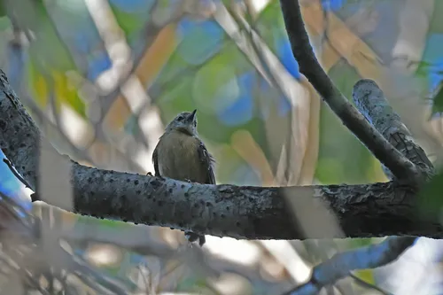 Pectoral Antwren