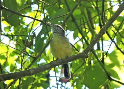 Southern Rufous-winged Antwren