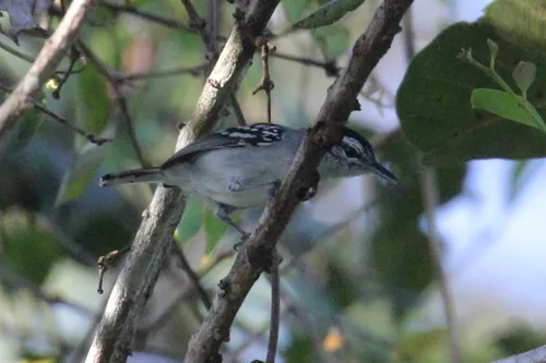 Todd's Antwren