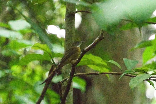 Orange-crowned Manakin